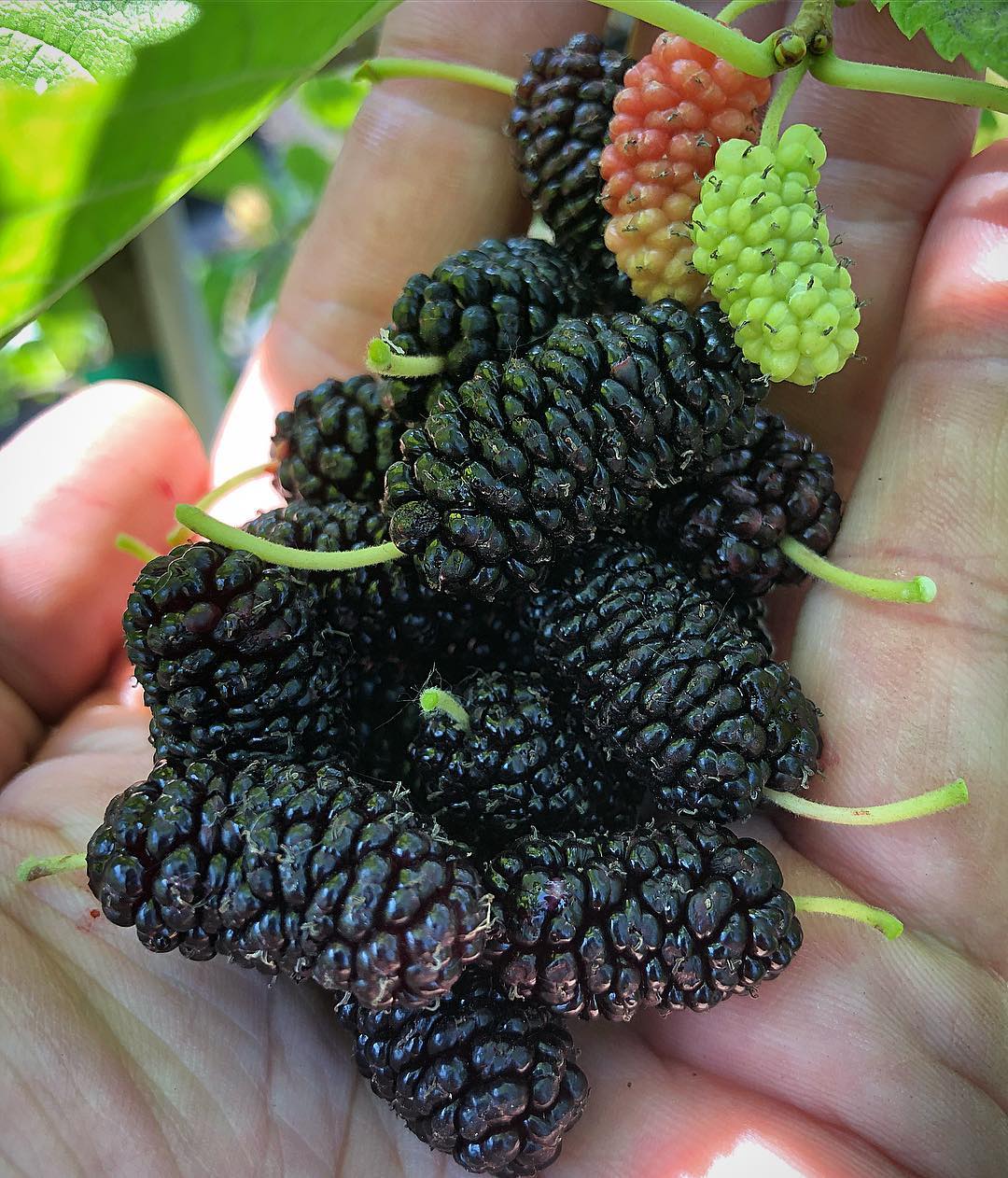 Box of Organic Illinois Everbearing Mulberries