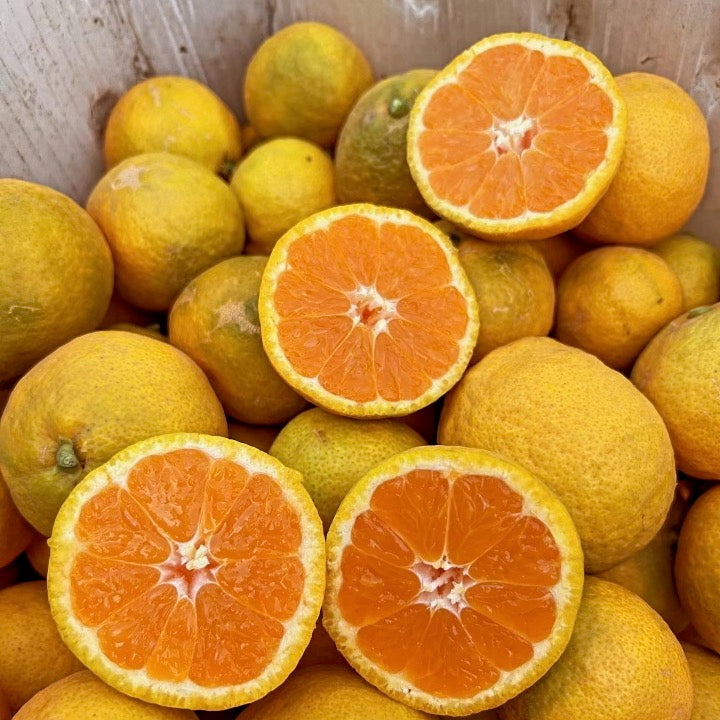 Owari Satsuma Mandarin Box