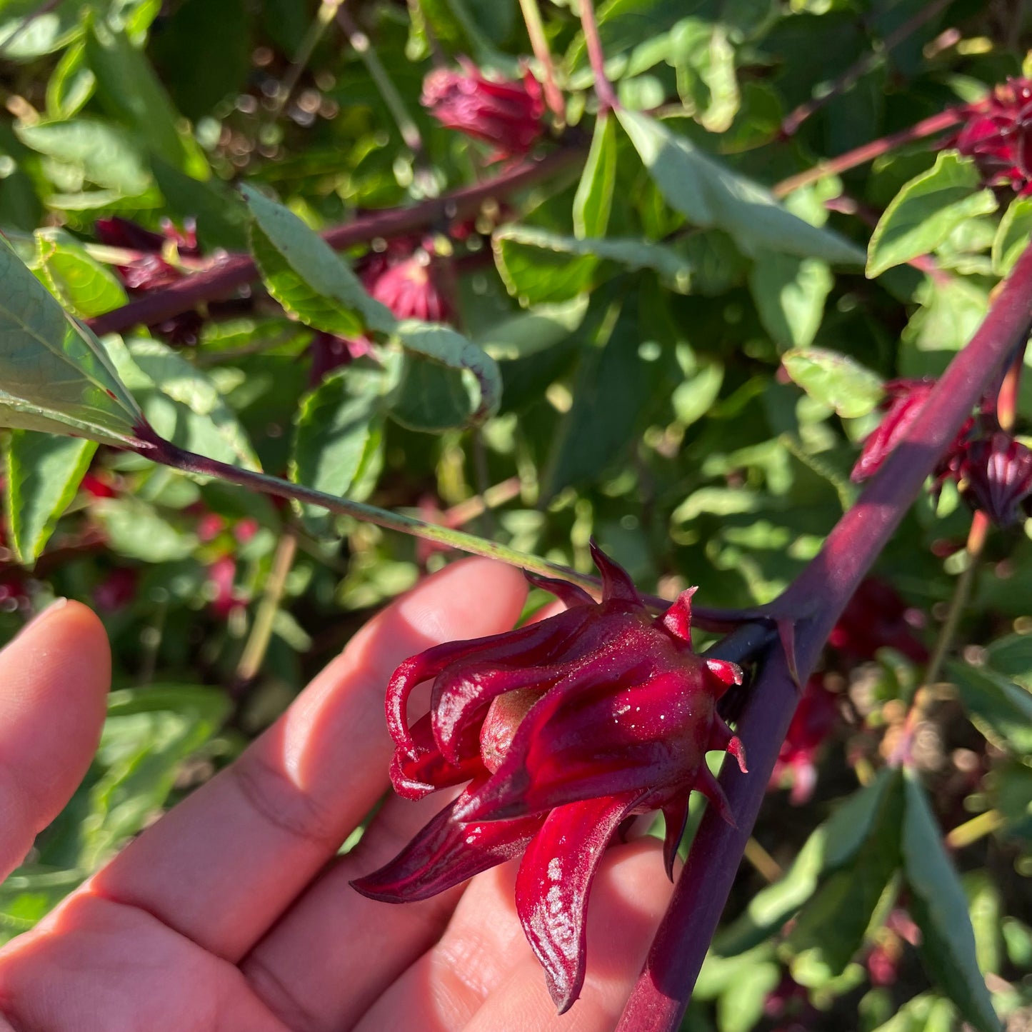 Organic Fresh Roselle Hibiscus