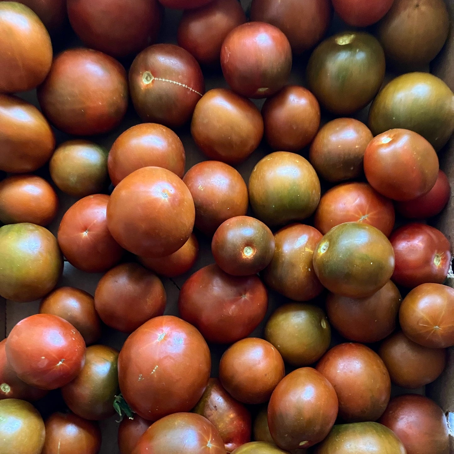 Box of Organic Black Prince Heirloom Tomatoes