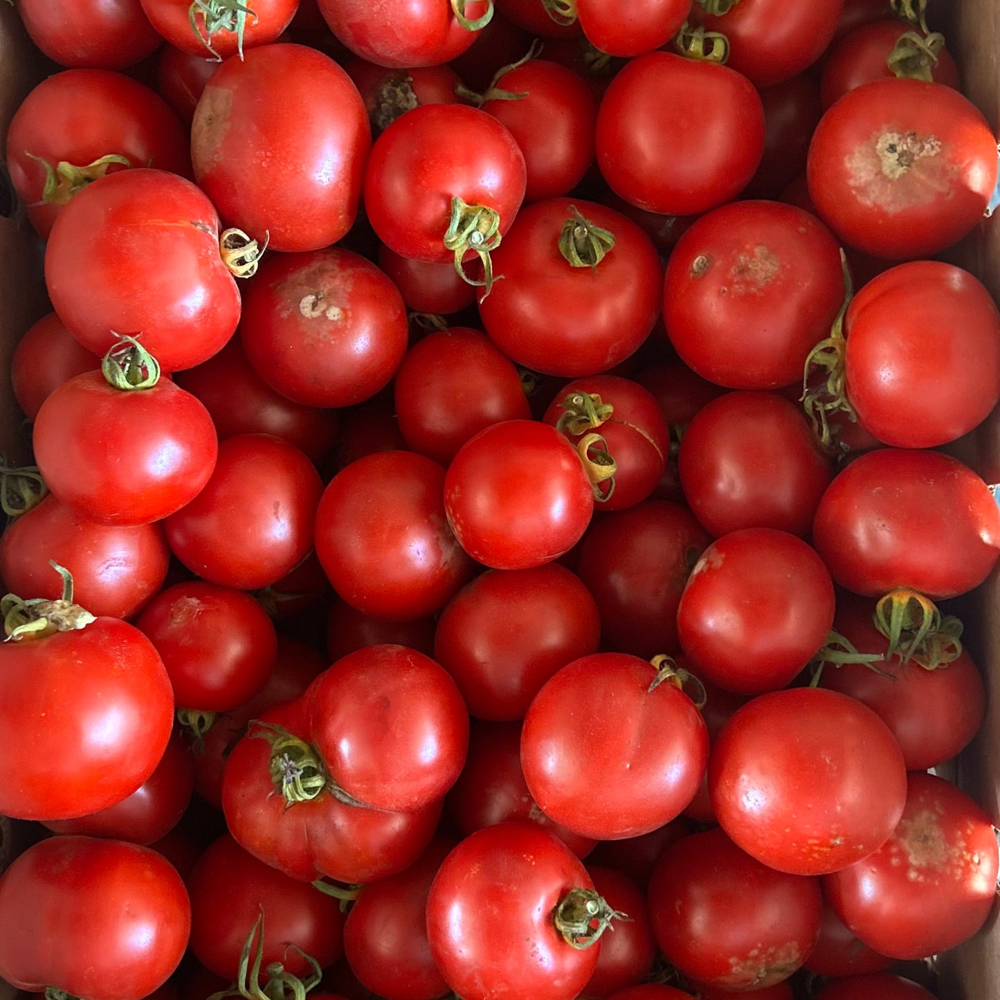 Flat of Organic Dry-Farmed Early Girl Tomatoes (Seconds)