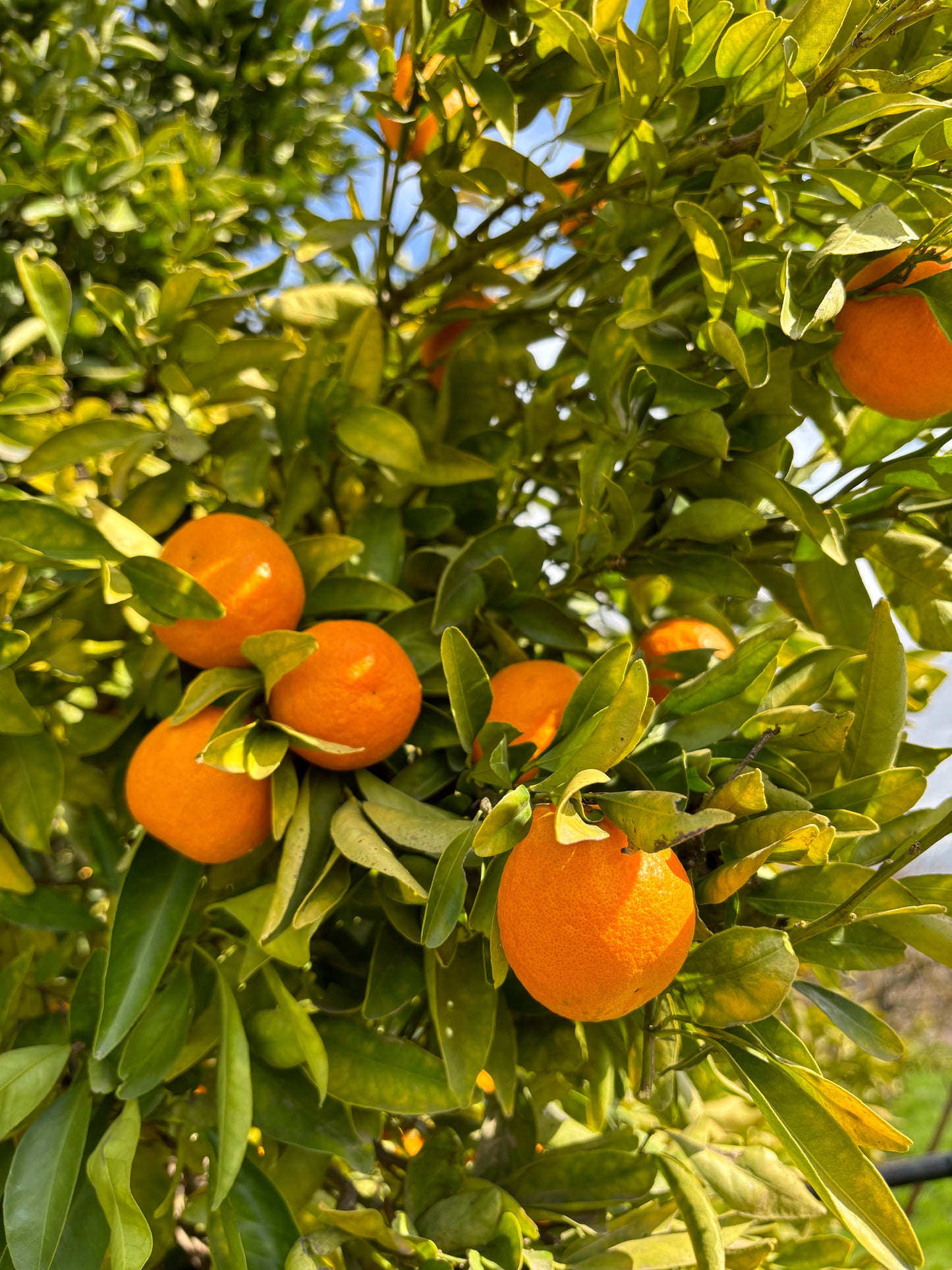 Organic Gold Nugget Mandarins