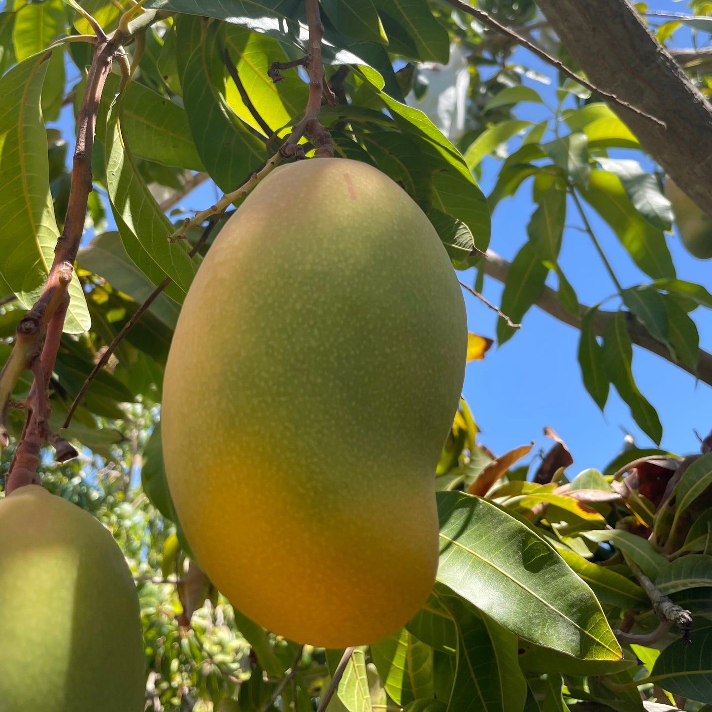 Wong Farms Valencia Pride Mangoes