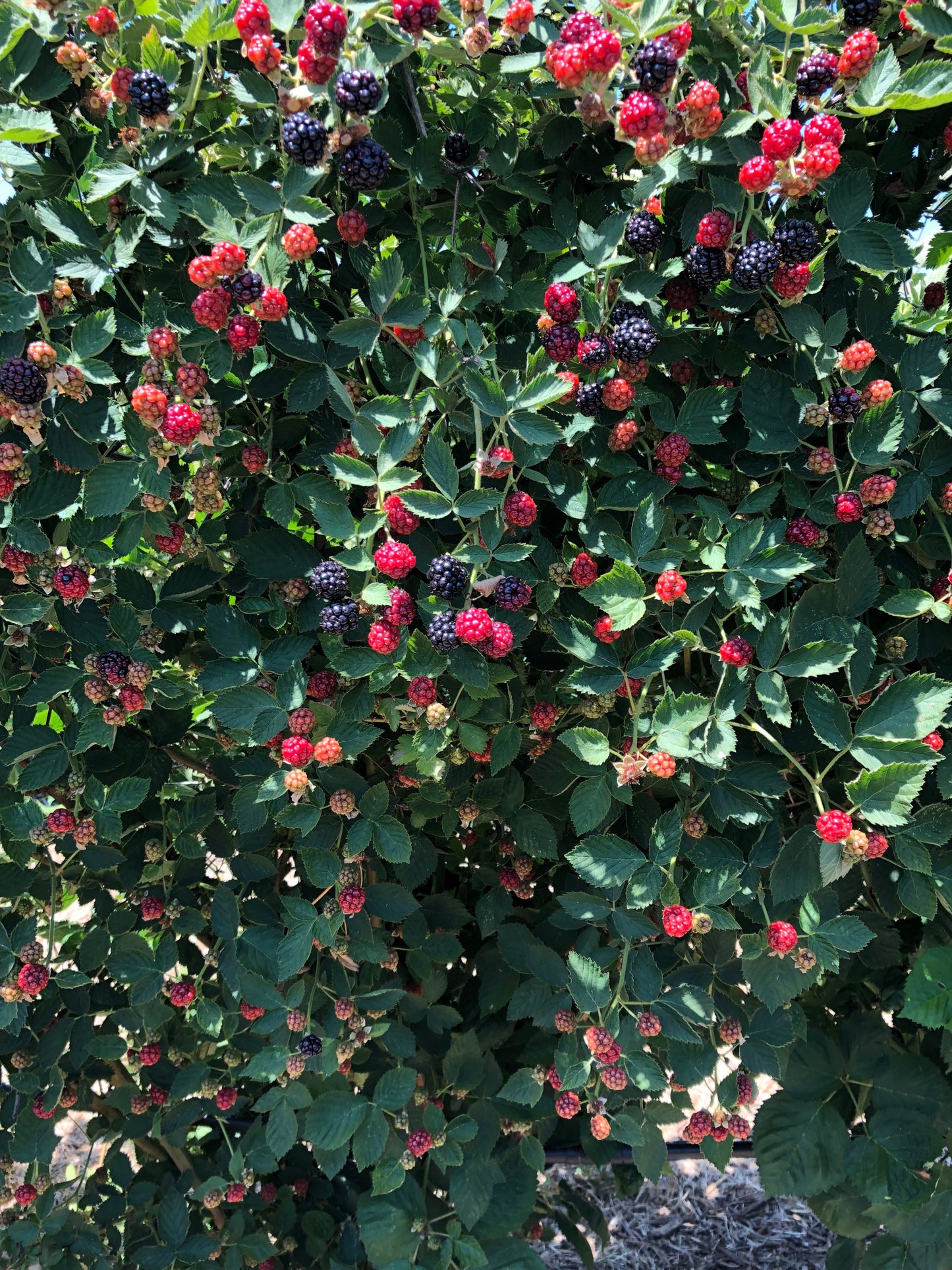 Half Flat of Organic Prime Ark Blackberries