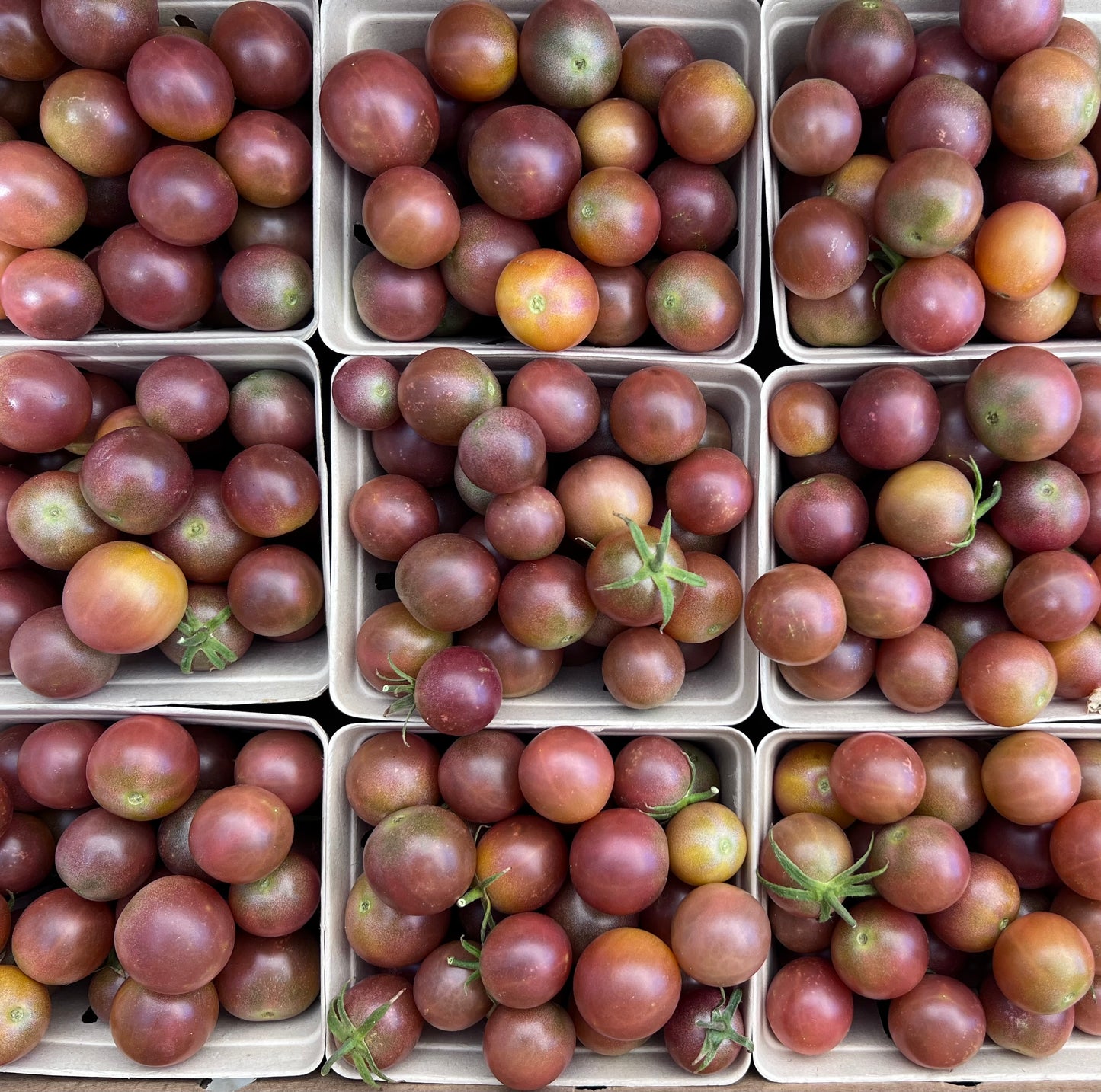 Half Flat of Organic Chocolate Cherry Tomatoes