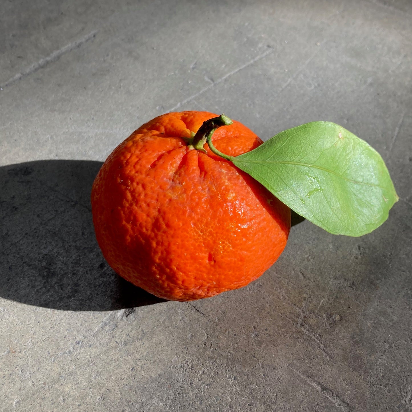 Organic Tahoe Gold Mandarins