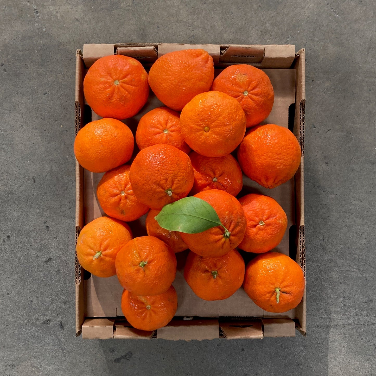 Organic Shasta Gold Mandarins
