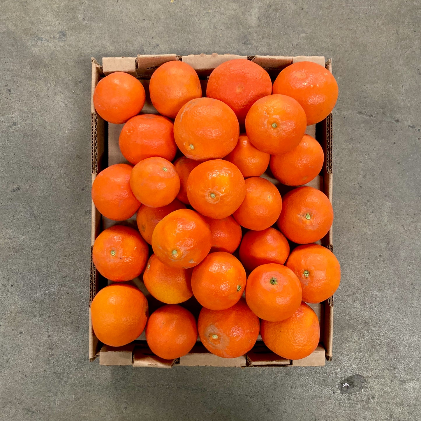 Daisy Mandarins