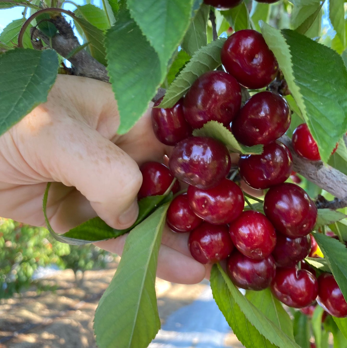 Box of Organic OB1 Cherries