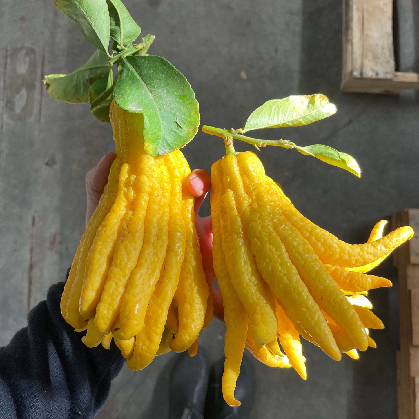 Organic Buddha’s Hand Citron