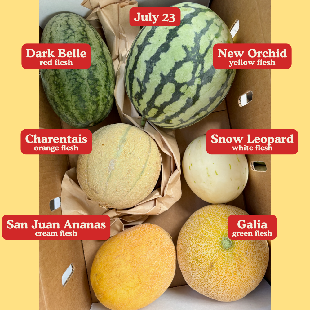 Organic Toybox Melon Case