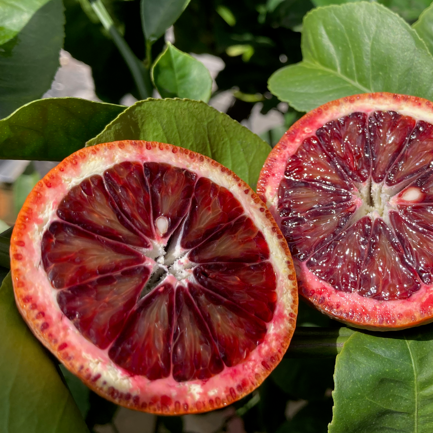 Bream Tarocco Blood Oranges