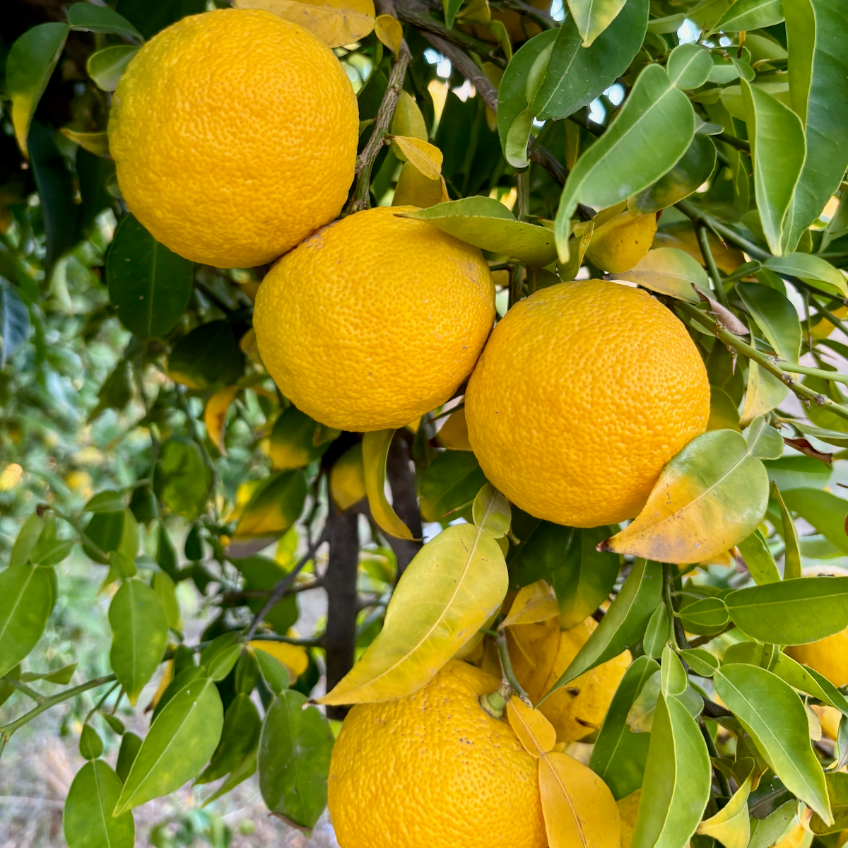 Organic Yuzu