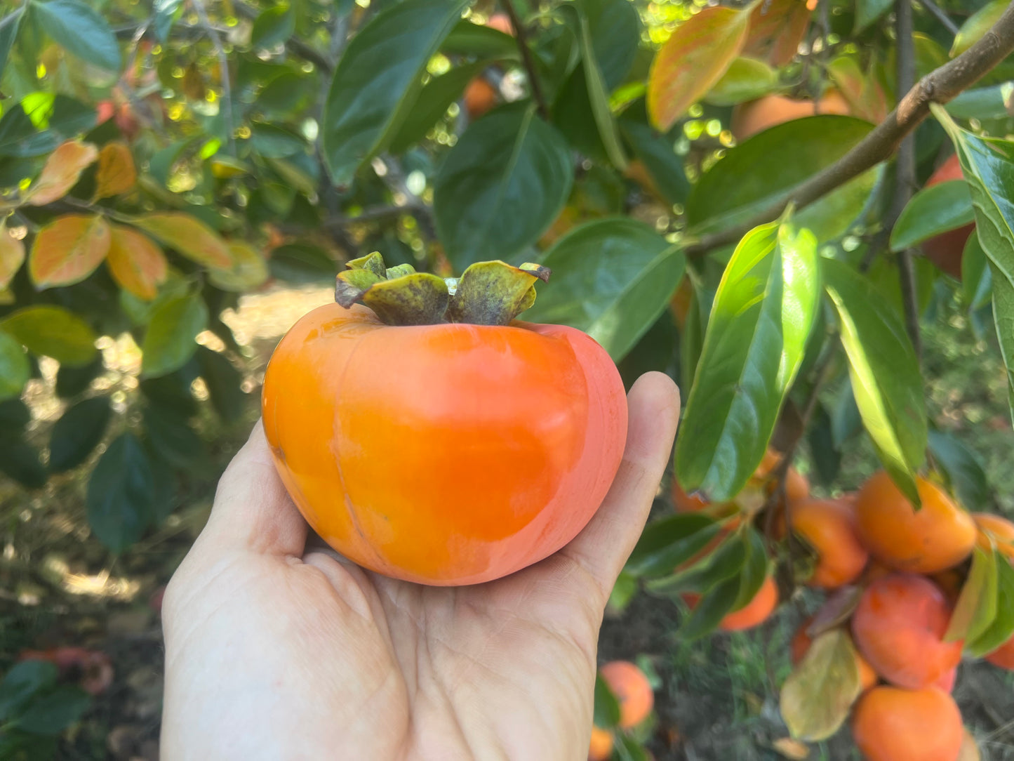 Half Flat of Organic Giant Fuyu Persimmons