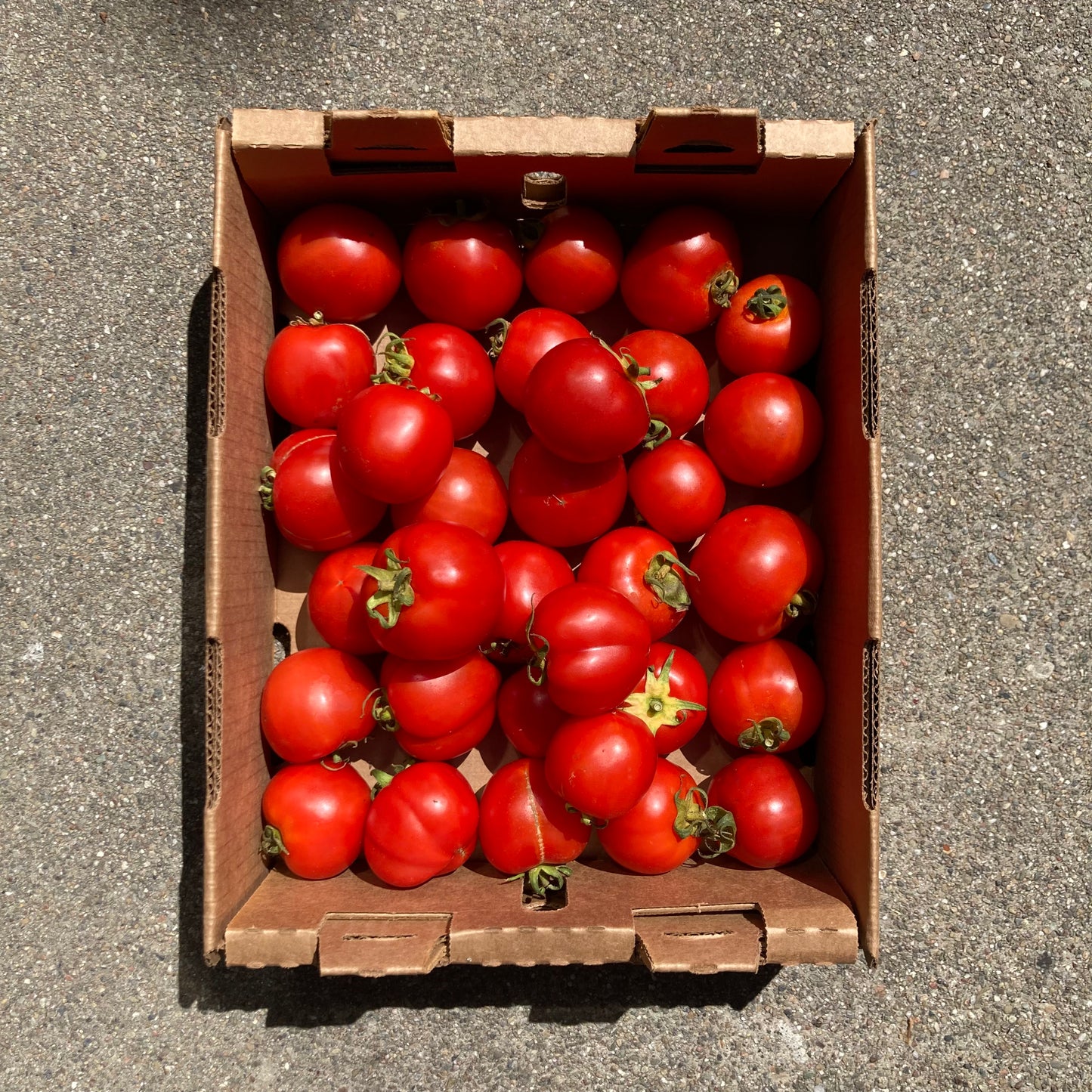 Box of Organic Dry-Farmed Early Girl Tomatoes