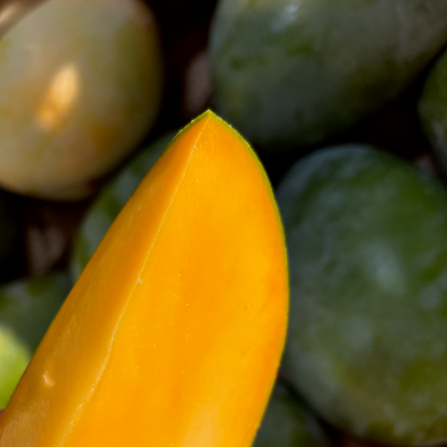 Box of Organic Keitt Mangoes