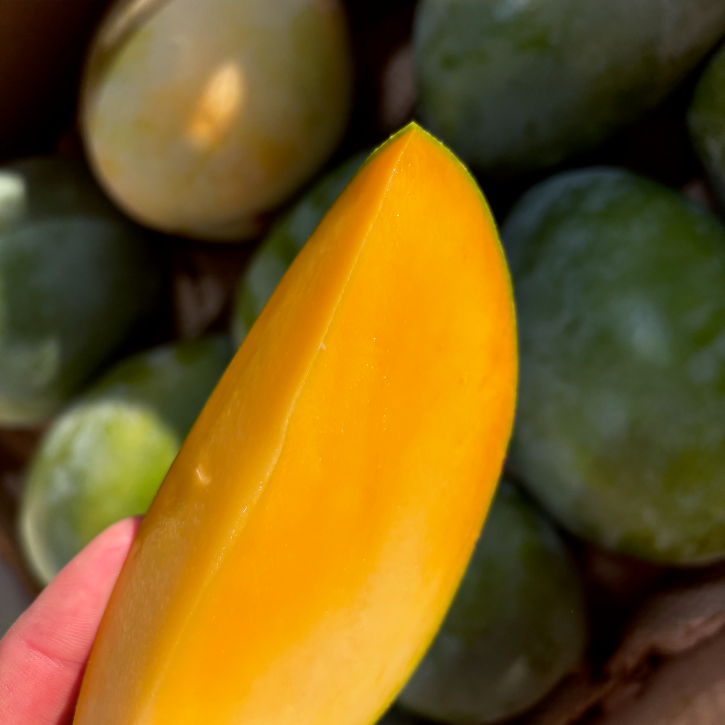 Wong Farms Keitt Mangoes