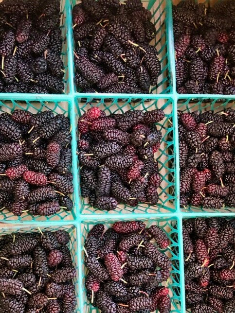 Box of Organic Illinois Everbearing Mulberries