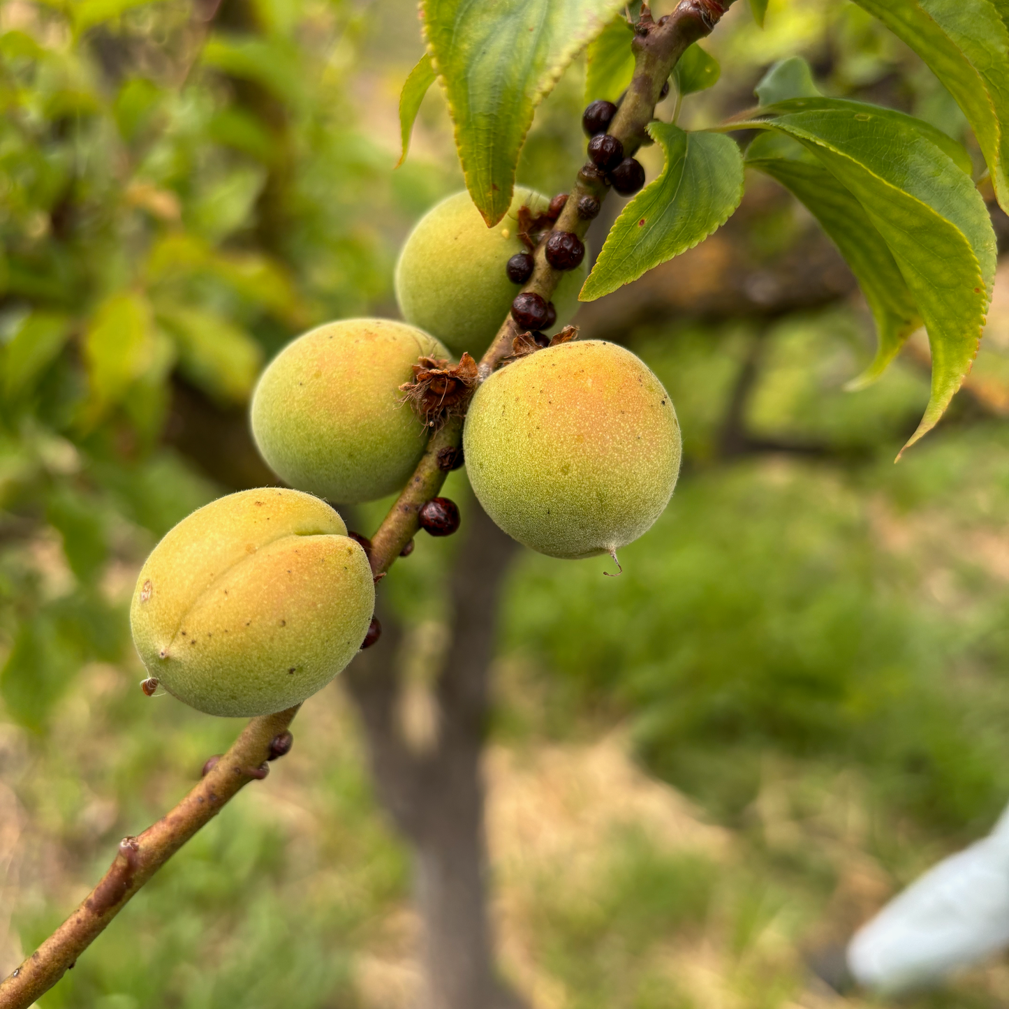 Japanese Ume Plums