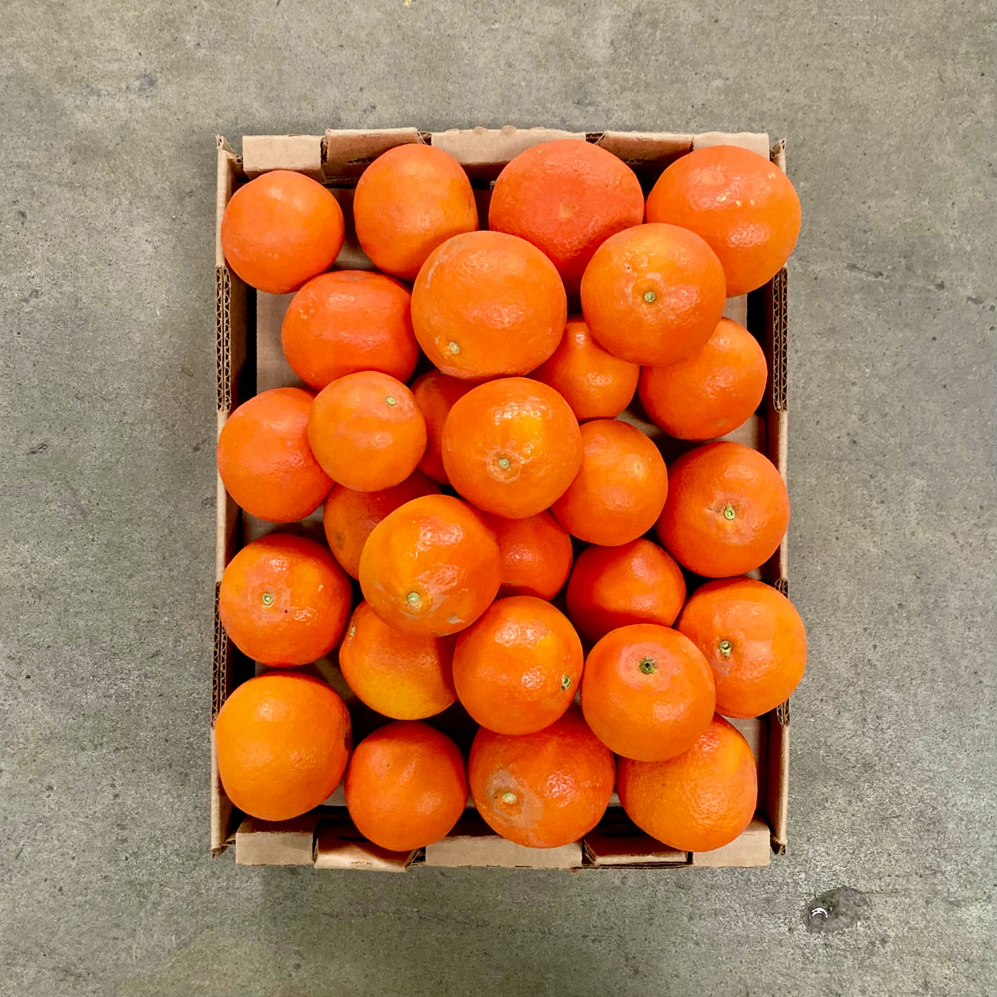 Organic Fremont Mandarins