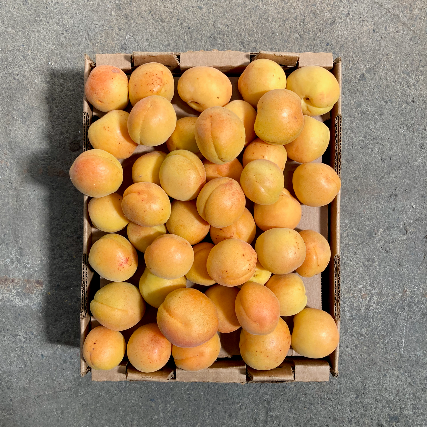 Organic Blenheim Apricots