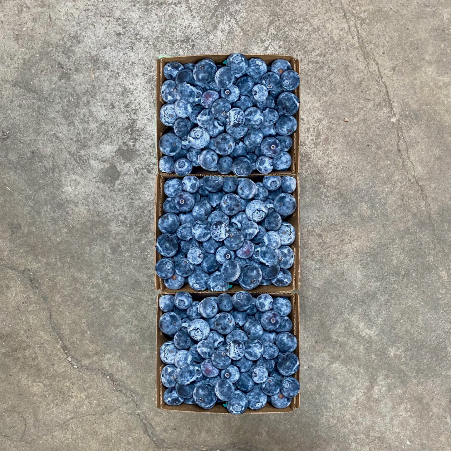 Organic San Joaquin Blueberries