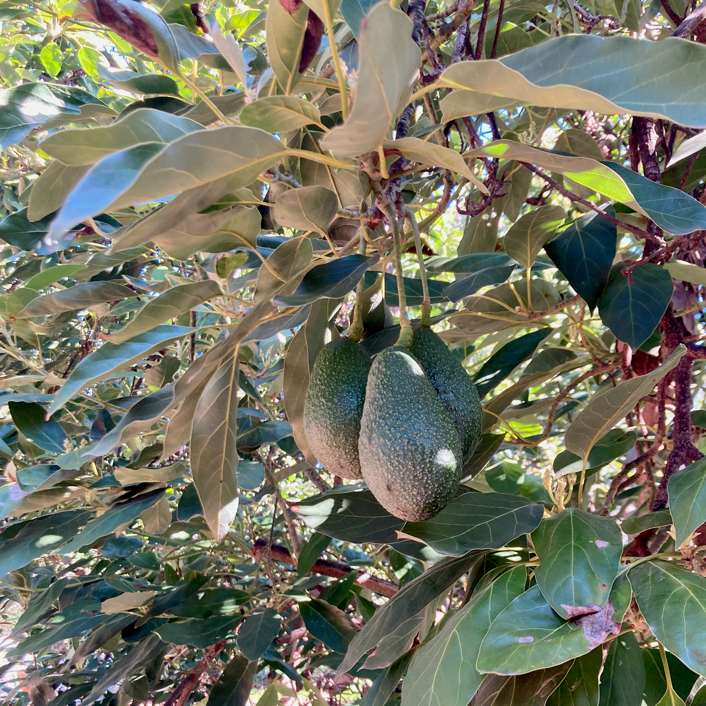 Organic California Avocado Box