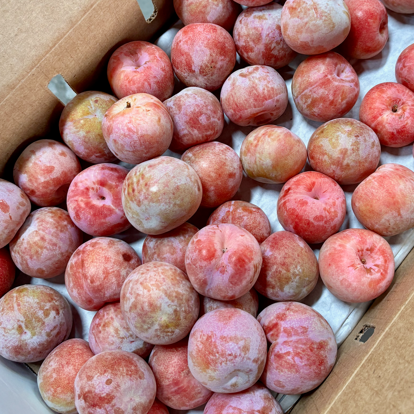 Box of Organic Dapple Dandy Pluots