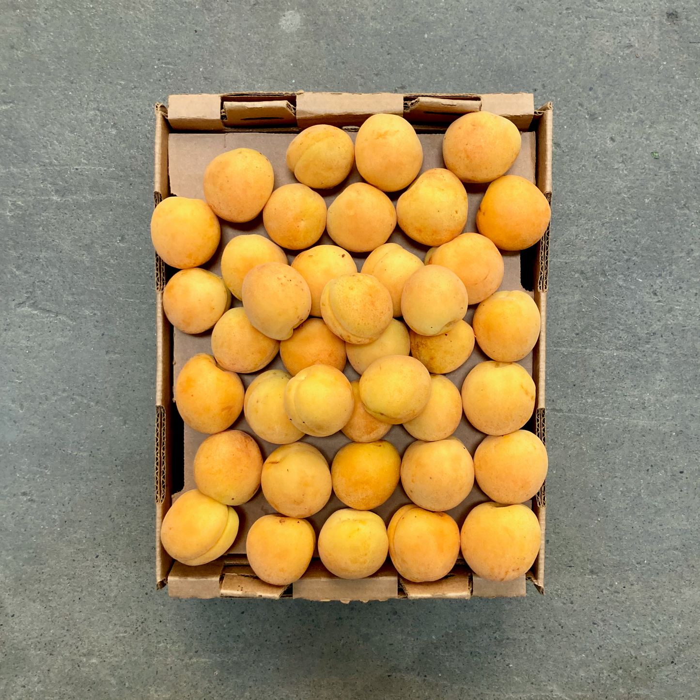 Organic Moorpark Apricots