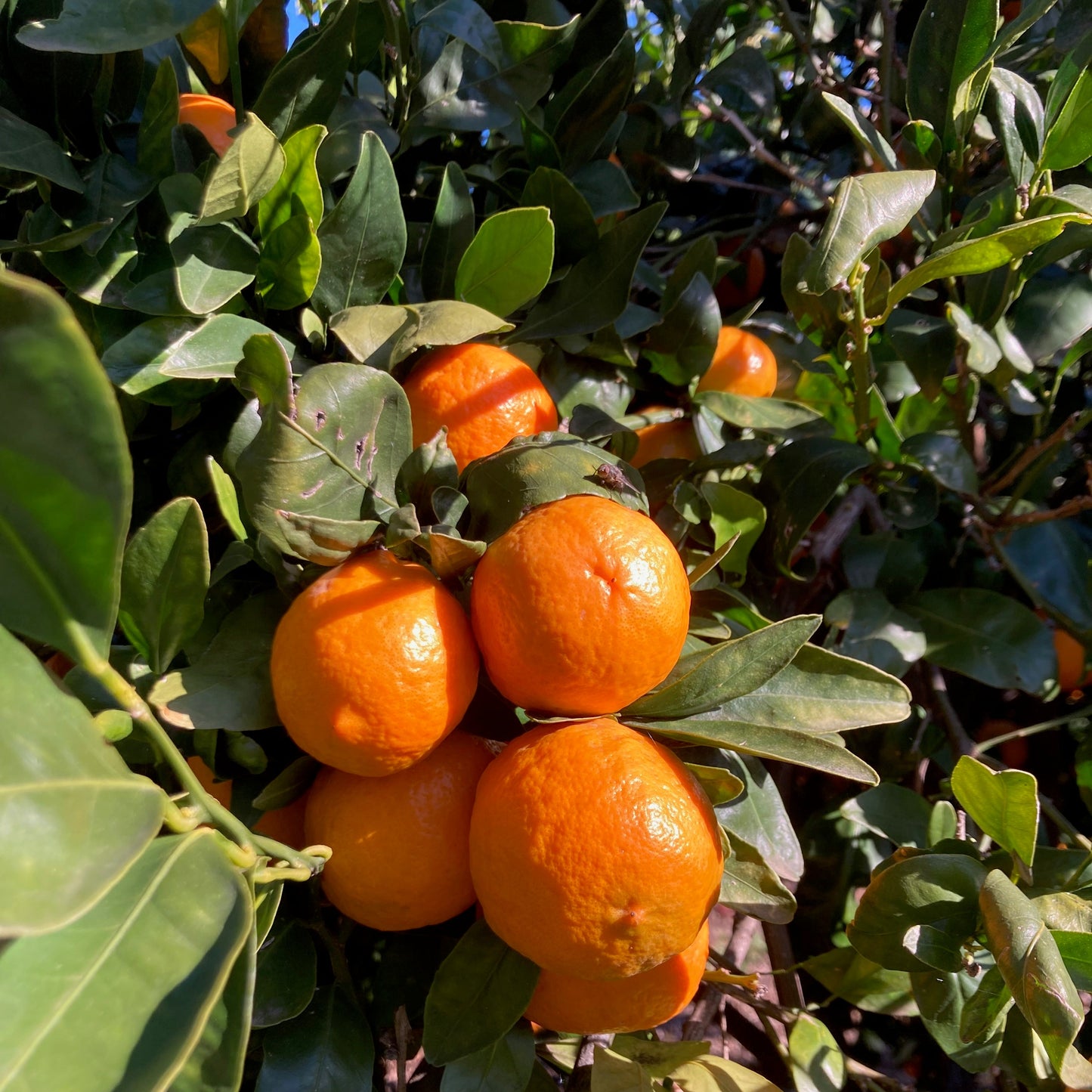 Organic Pixie Mandarins