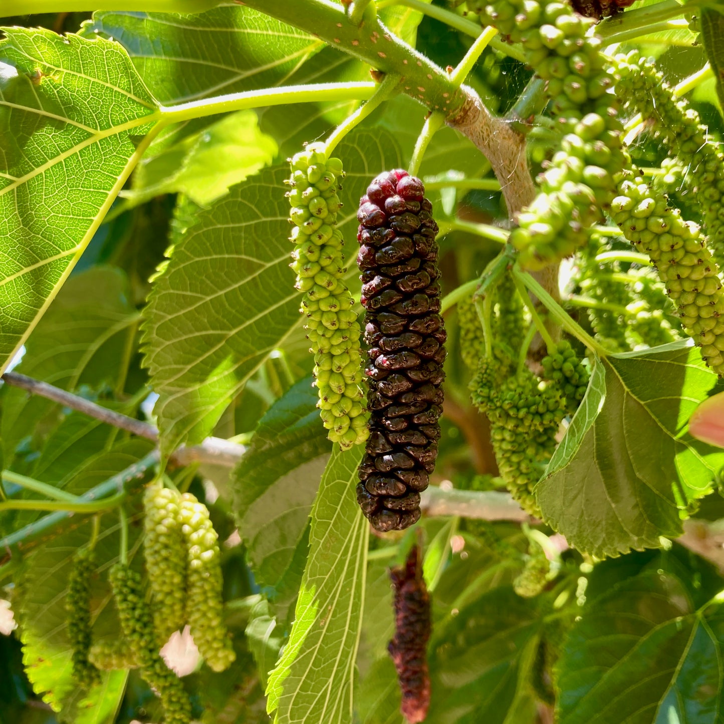 Box of Organic Pakistan Mulberries