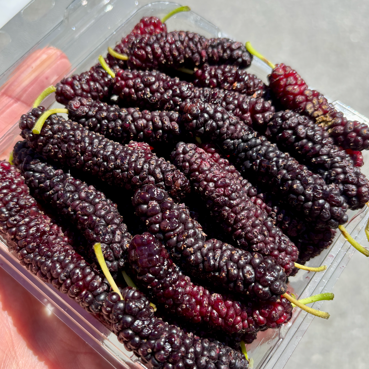 Box of Organic Pakistan Mulberries