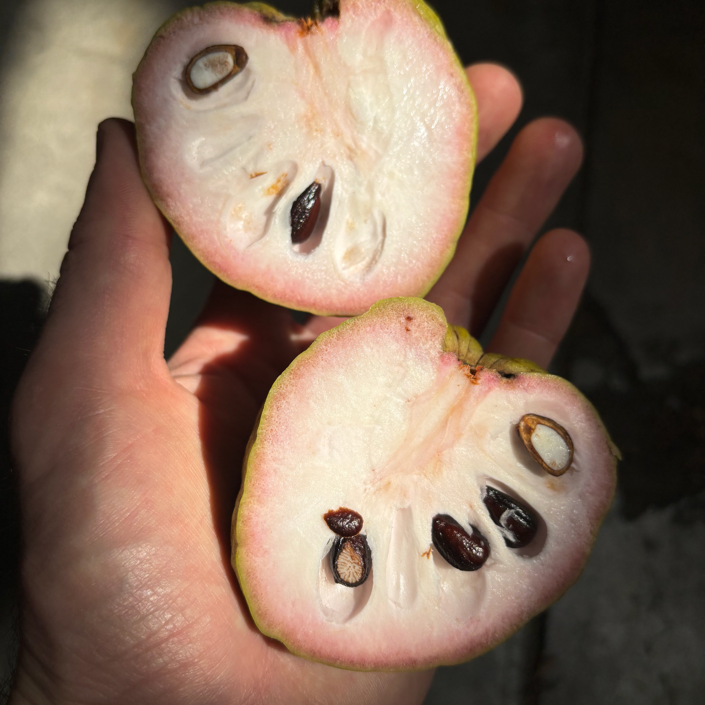 Organic Selma (Pink) Cherimoya Box