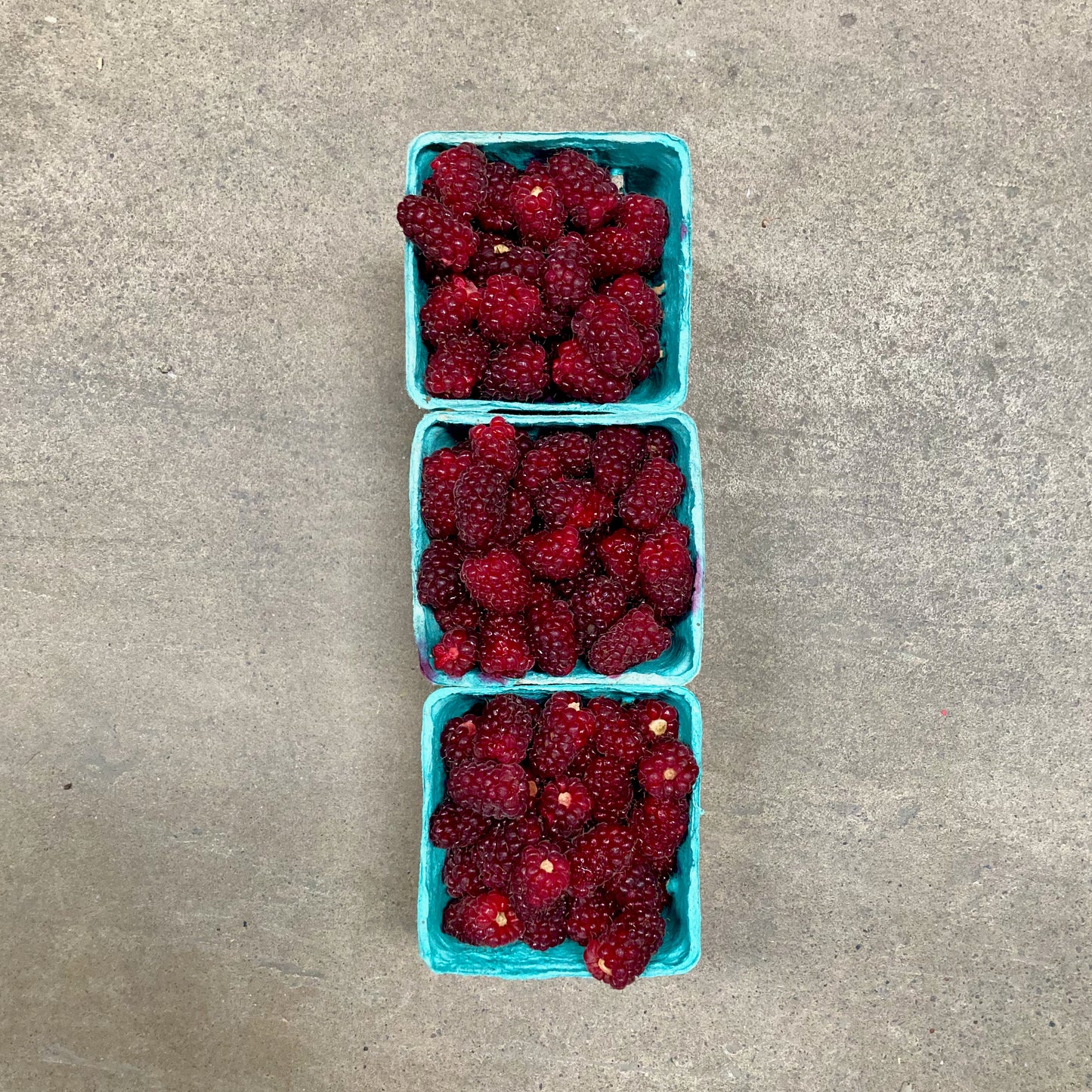 Trio of Organic Tayberries