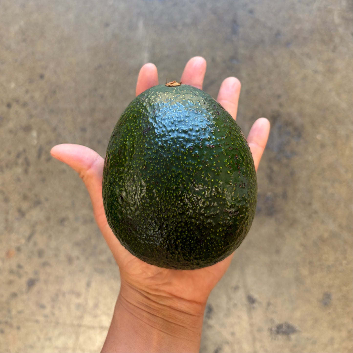 Organic Reed Avocado Box