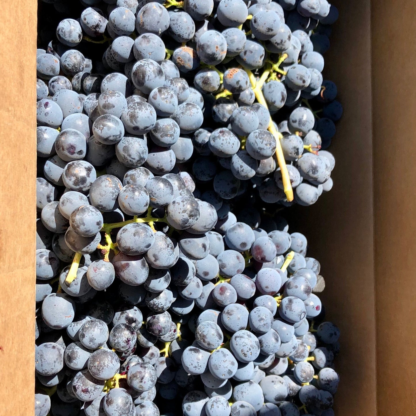 Organic Summer Royal Grapes