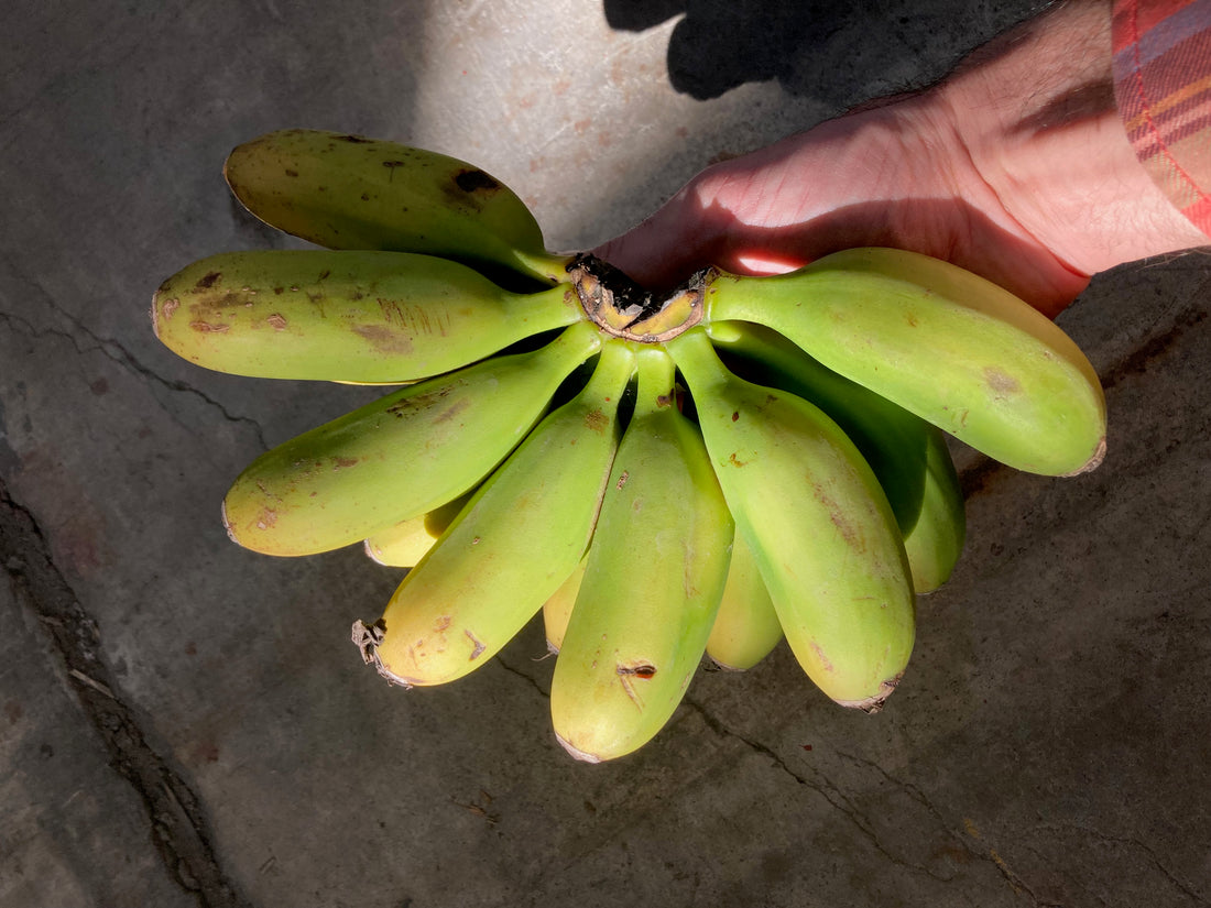 California-grown bananas
