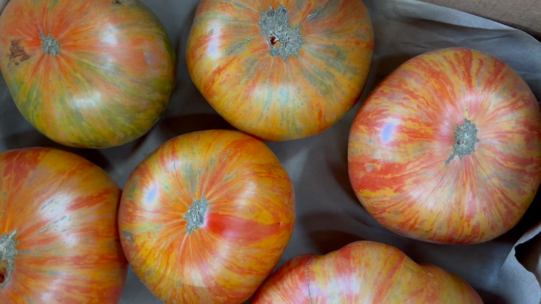 Fred Hempel, Legendary Tomato Breeder