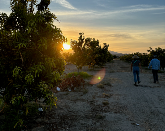 Mangoes in the Desert