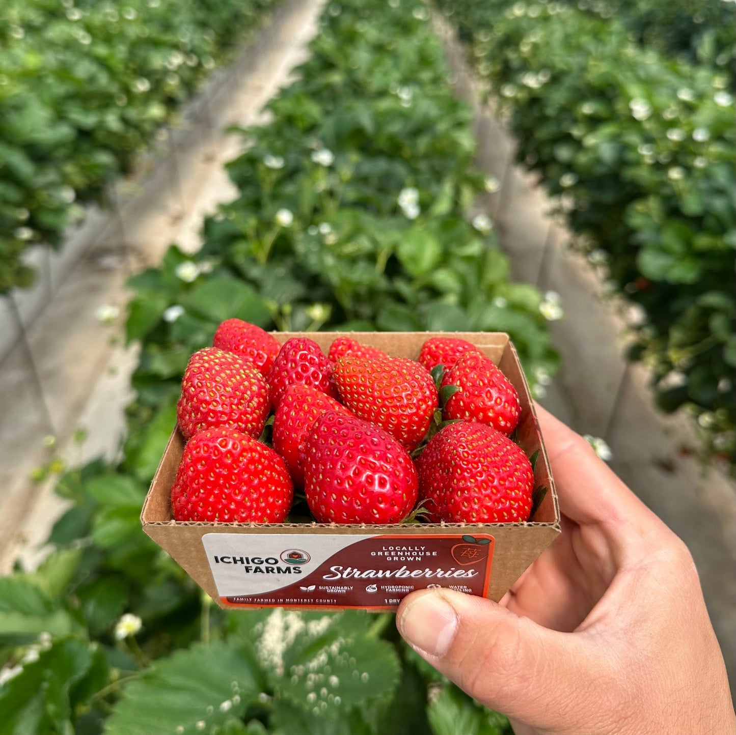 Trio of Japanese Haruhi Strawberries