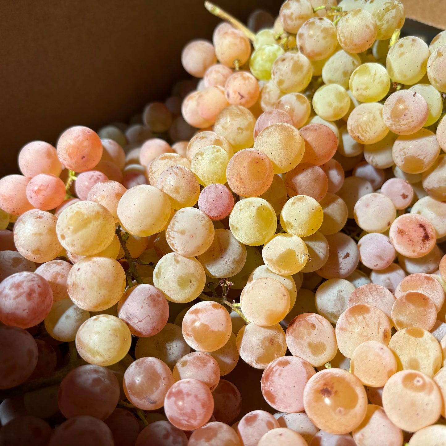 Box of Organic Bronx Grapes