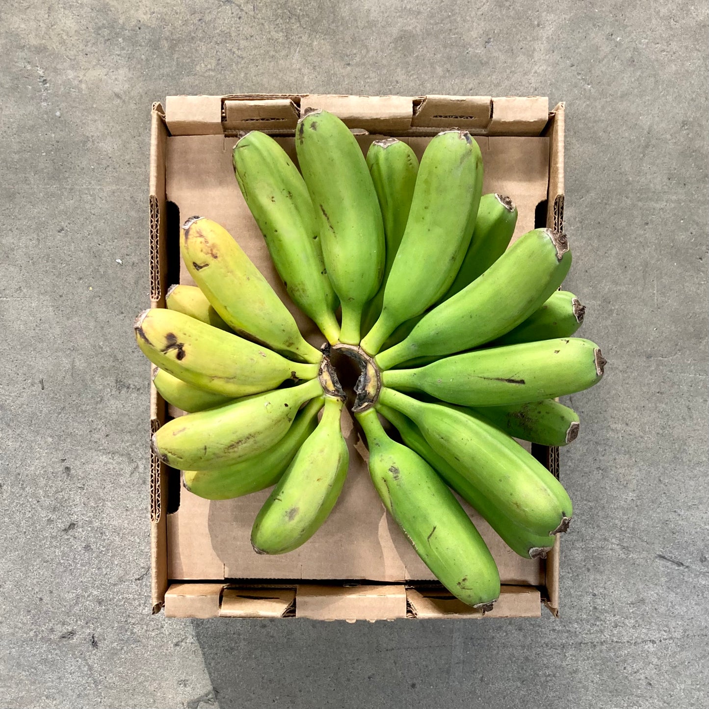 Organic Goldfinger Bananas