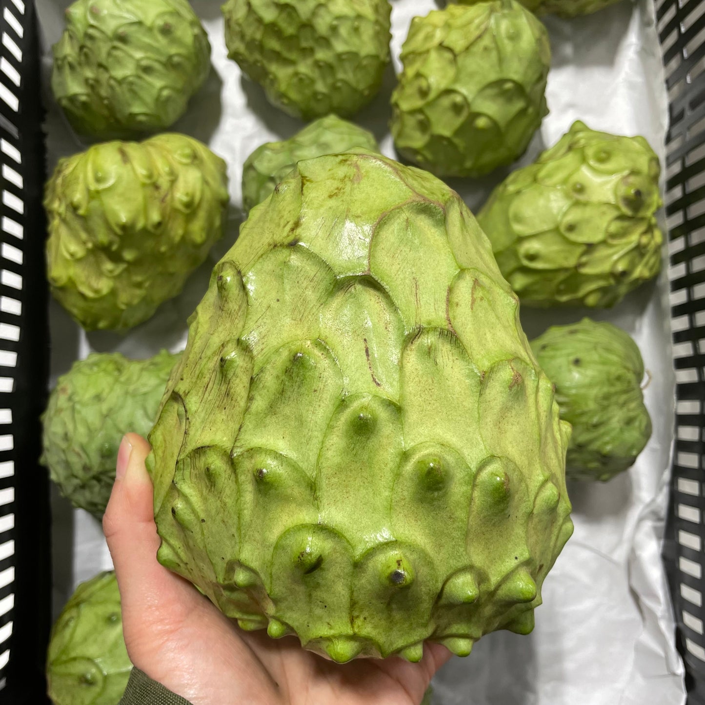 Organic Jumbo Cherimoya Trio