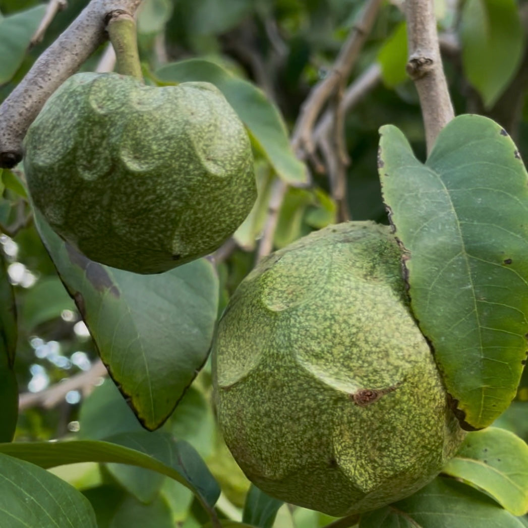 Organic Booth Cherimoya Box