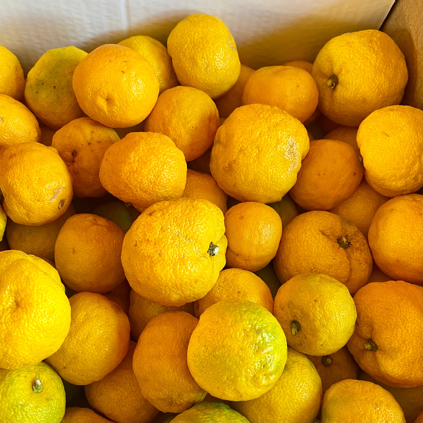 Box of Organic Yuzu