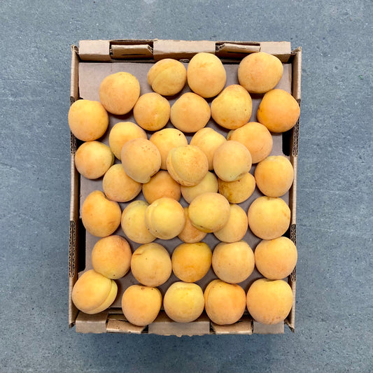 Organic Moorpark Apricots