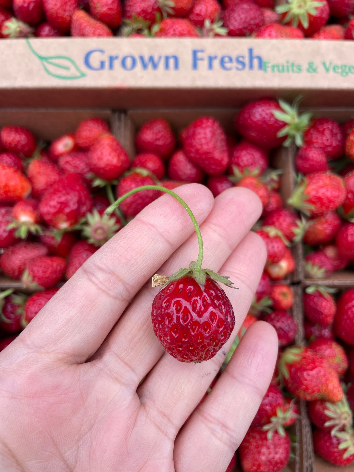 Half Flat of Organic Mara de Bois Strawberries