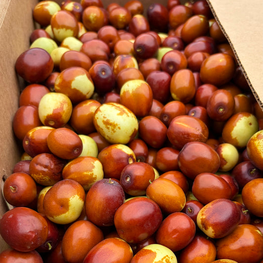 Organic Fresh Li & Lang Jujubes