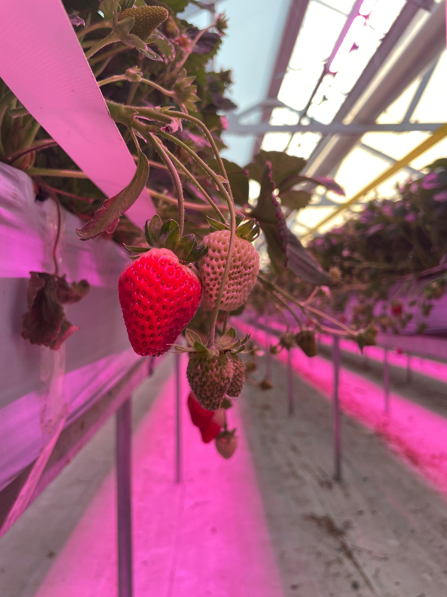 Half Flat of Ichigo Farms Albion Strawberries