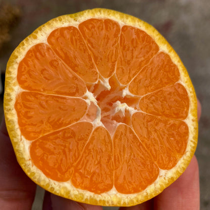Organic Owari Satsuma Mandarins